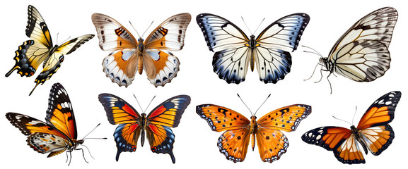 Obraz na płótnie Canvas Butterfly Butterflies, many angles and view frontal side head shot isolated on white background cutout. PNG file
