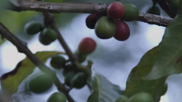 Close em sementes de caf&eacute; em planta&ccedil;&atilde;o no Brasil