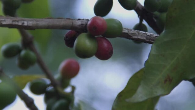 Sementes de Caf&eacute; em &aacute;rvore
