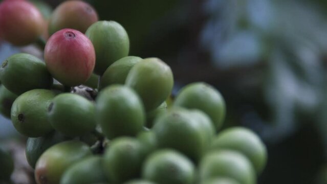 Semente de Caf&eacute; em um campo agr&iacute;cola