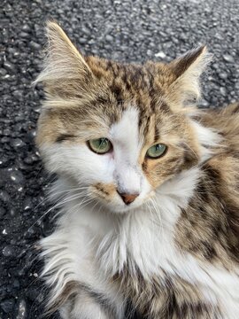 Kedi şekerleme jelibon renkler renkli gıdalar g&uuml;nbatımı sonsuz yol bah&ccedil;e bağ g&uuml;neş 