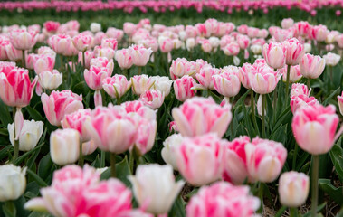 Bright colored tulip field in the city of Grevenbroich Germany