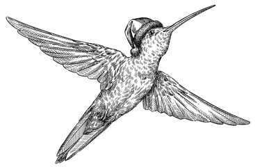 Vintage engraving isolated hummingbird set dressed christmas illustration ink humming santa costume sketch. Bird background colibri tropical silhouette new year hat art. Hand drawn image.