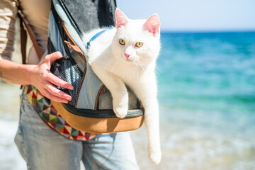 young white khao manee cat in a harness and on a leash. Cat in a backpack on the go