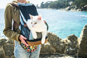 young white khao manee cat in a harness and on a leash. Cat in a backpack on the go