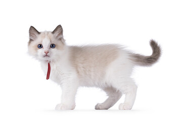Cute bicolor Ragdoll cat kitten, standing side ways. Looking towards camera with blue eyes. Isolated on a white background.