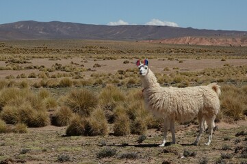 Fototapeta premium South Lipez