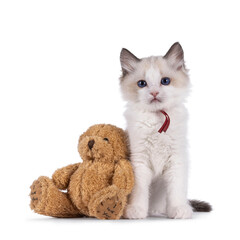 Cute bicolor Ragdoll cat kitten, sitting up beside brown teddy bear. Looking towards camera with...