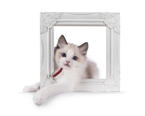 Cute bicolor Ragdoll cat kitten, laying in a white picture frame. Looking towards camera with blue eyes. Isolated on a white background.