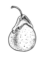 Vector sketch illustration of caramelized pear
