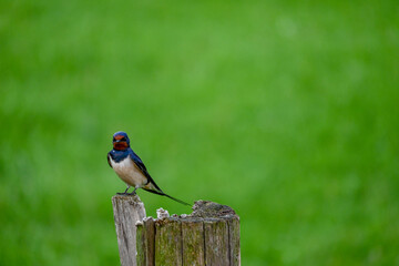 Swallow