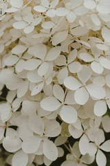 Keuken spatwand met foto Closeup of white hydrangea flower bush © Floral Deco