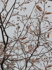 Tree branches with dry leaves. Aesthetic nature background