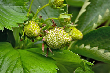 unripe fresh green spring strawberry
