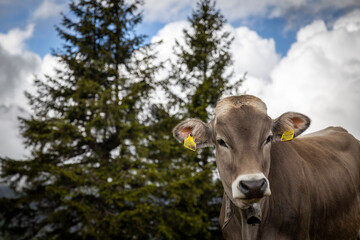 cow on the meadow in the alps of appenzell switzerland