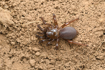 Trapdoor spider (Idopis nilgiri), Satara, Maharashtra, India