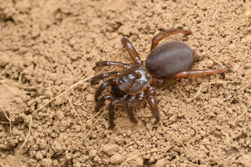 Trapdoor spider (Idopis nilgiri), Satara, Maharashtra, India