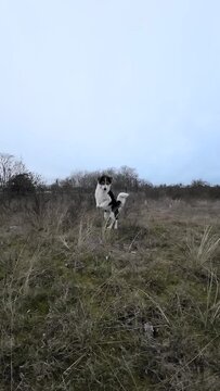 Hund springt im M&auml;uslesprung Zeitlupe