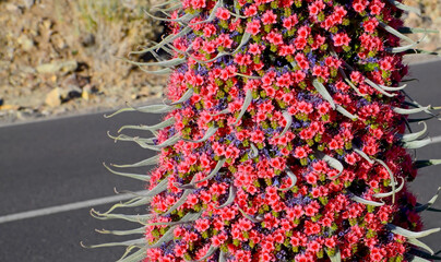 Tajinaste or Echium wildpretii, Tower of jewels red flowers on Teide National Park background next...