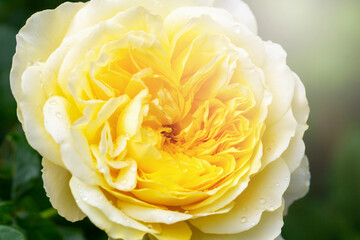 Big beautiful blooming yellow rose in drops in sunshine close-up