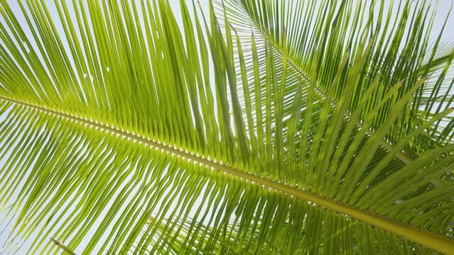 Low angle view coconut tree leaf blue sky summer background. 