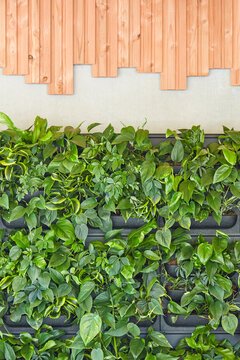Vertical rack system with green plants on a wall with wooden decoration