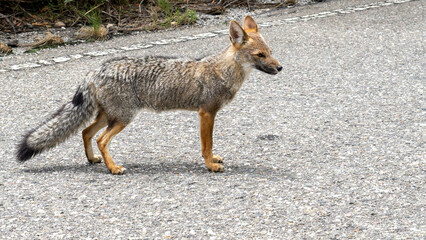 Light brown fox in a natural environment in the wild. nature reserve
