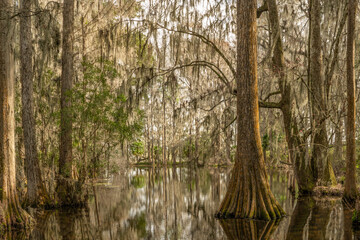 Peaceful image of low country South Carolina Cypress Swamp with Spanish Moss.