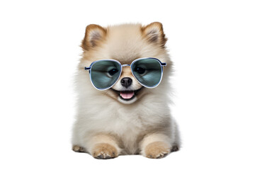 Pomeranian Dog with Blue Sunglasses, Isolated on Transparent Background, AI Generative