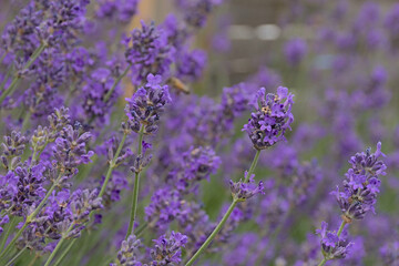 Fototapeta premium Bright purple lavender flowers in the garden, selective focus - Lavandula angustifolia 