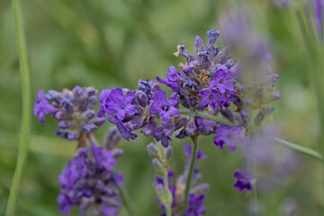 Bright purple lavender flowers in the garden, selective focus - Lavandula angustifolia 