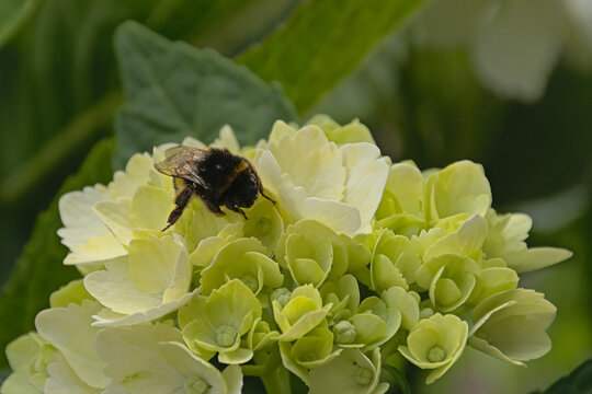 Bumblebee on a white hortensia flower - Hydrangea