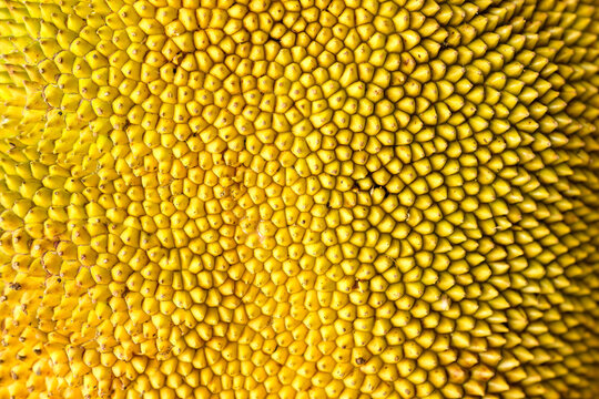 Ripe yellow Jackfruit tropical fruit peel thorn texture