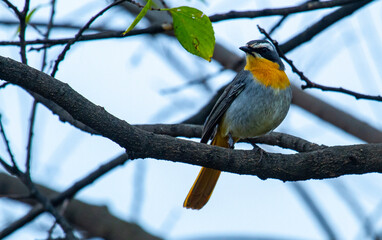 Cape Robin - Dashing colors
