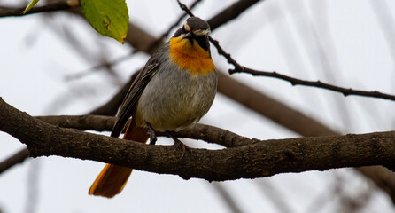 robin on a branch