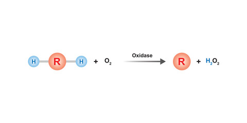 Oxidase Enzyme Function Concept Design. Vector Illustration.