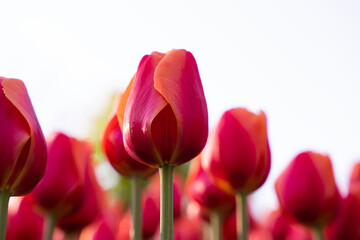 Field of beautiful red tulips. Natural background. Springtime. Selective focus.