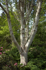 Beautiful bark of the silver birch tree