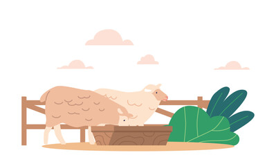 Sheep Eat In A Livestock Setting, Farm Animals Provided With Feed Such As Hay And Grain To Meet Their Nutritional Needs