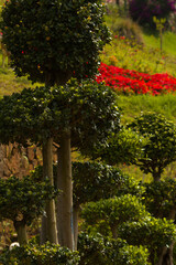 Fototapeta premium closeup view of flowers