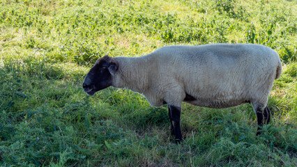 One white sheep with a black muzzle on a green pasture on a summer day. White sheep on field
