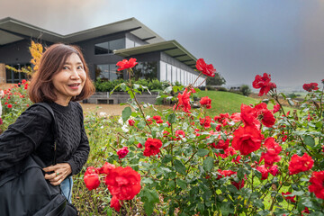 middle-aged female tourist takes a tour of a field of red rose flowers in full bloom in Yara Valley Vineyards in Victoria. Australia