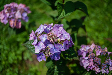 hydrangea flowers in the garden