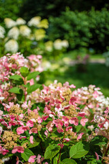 hydrangea flowers in the garden