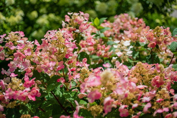hydrangea flowers in the garden