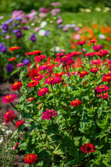 zinnia flowers in the garden