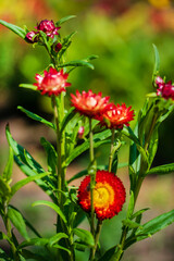 strawflowers in the garden