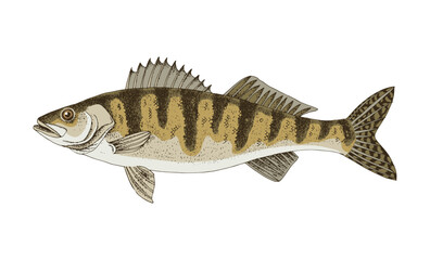 Walleye or yellow pike. Freshwater fish.