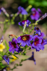 The bright colors of Painted-Tongue flower, with scientific name Salpiglossis Sinuata