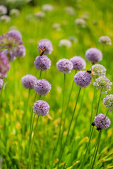 Fototapeta premium onion flowers in the garden